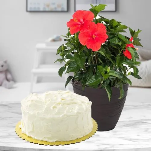 Dry Cake With Plant Combo | Winni.in